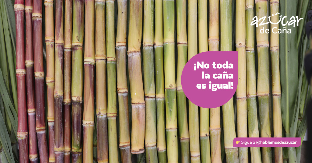Hablemos de azucar - Variedades de caña que marcan la diferen...