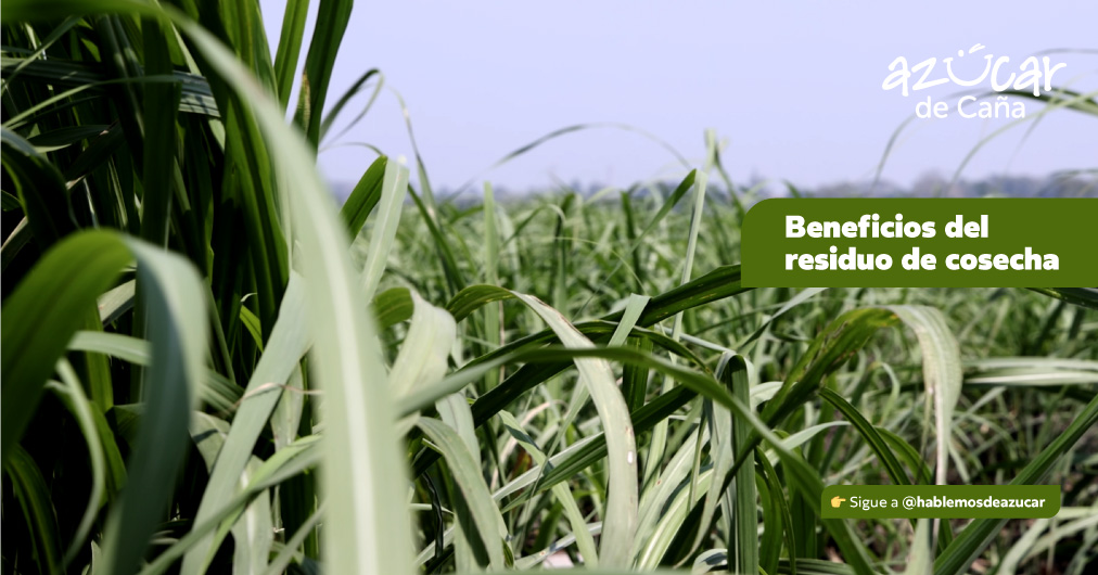 Hablemos de azúcar - $p_title