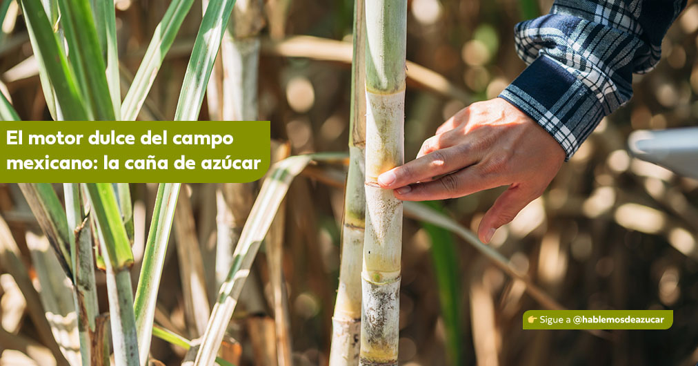 La caña de azúcar: el motor que impulsa el campo mexicano