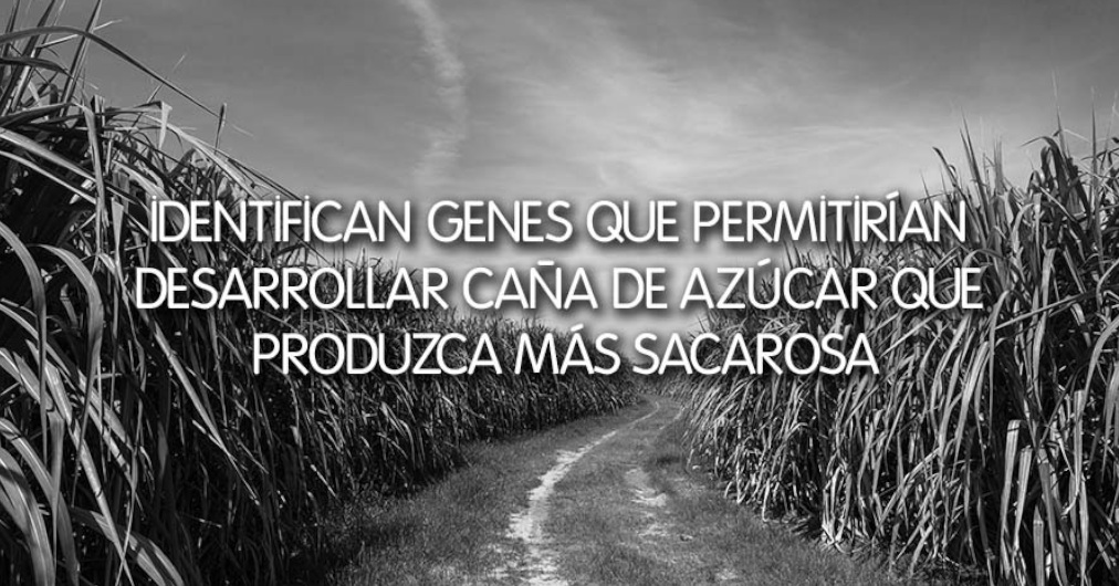 Identifican genes que permitirían desarrollar caña de azúcar que produzca más sacarosa
