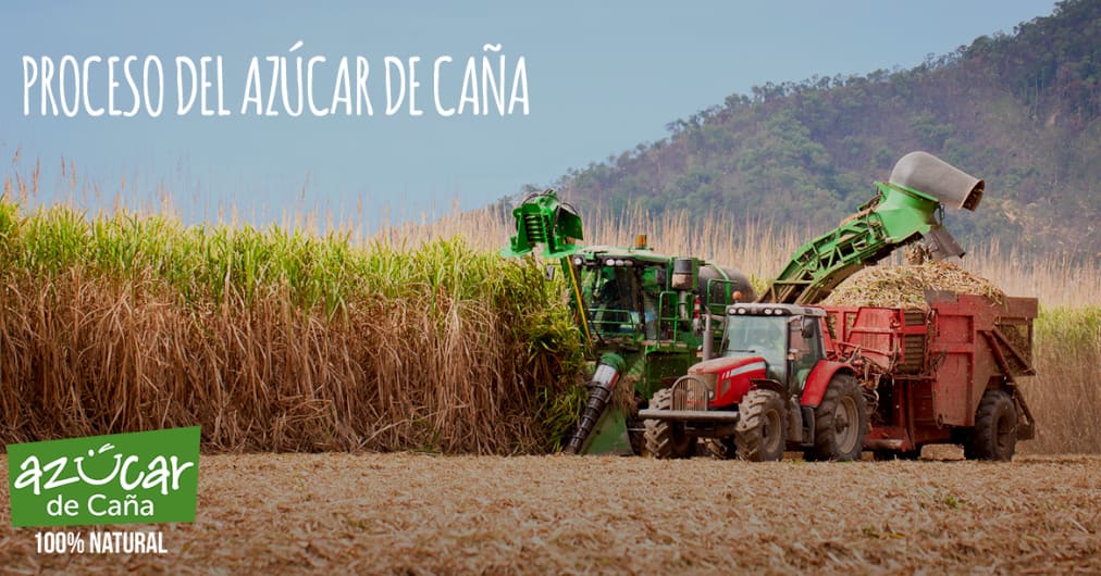 ¿Cómo es el proceso de fabricación de azúcar de caña?