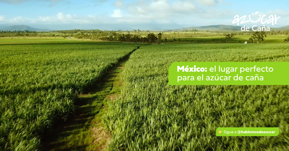 ¿Por qué México es ideal para producir azúcar de caña?