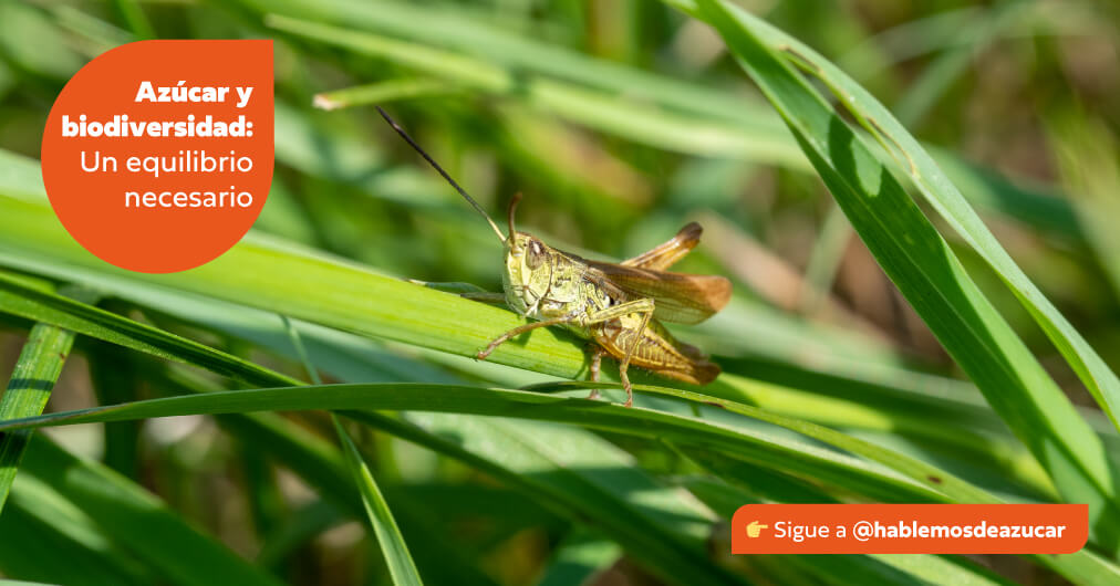 Azúcar y biodiversidad: Un equilibrio necesario en la industria azucarera