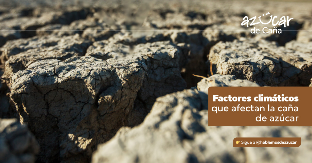 Factores climáticos que afectan el cultivo de caña  de azúcar