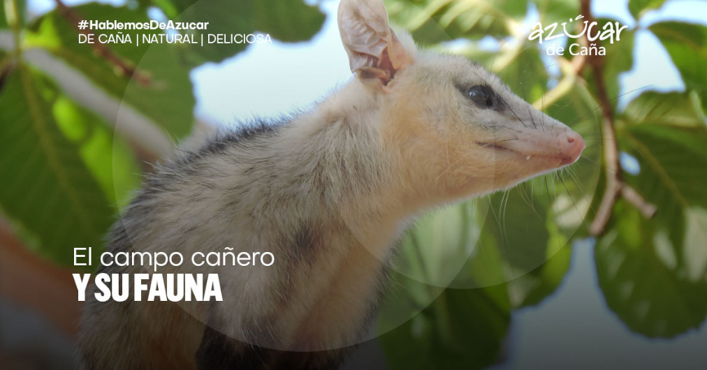 La fauna en los campos cañeros: un ecosistema vibrante