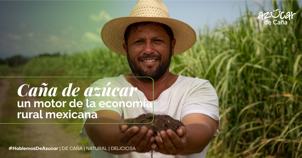 Caña de azúcar, un motor de la economía rural mexicana