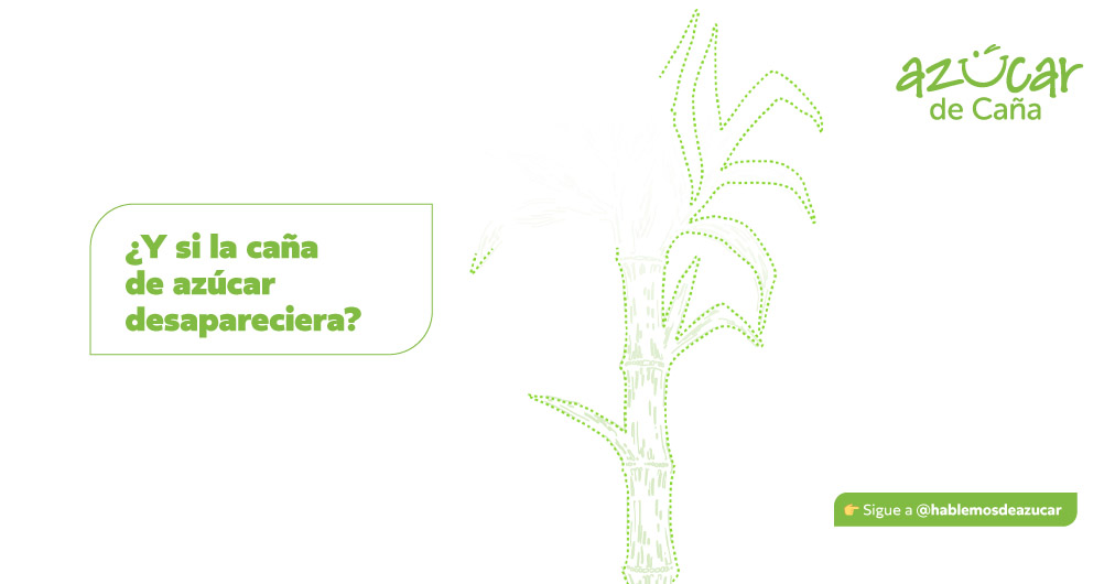 ¿Y si la caña desapareciera? Lo que perderíamos como país 