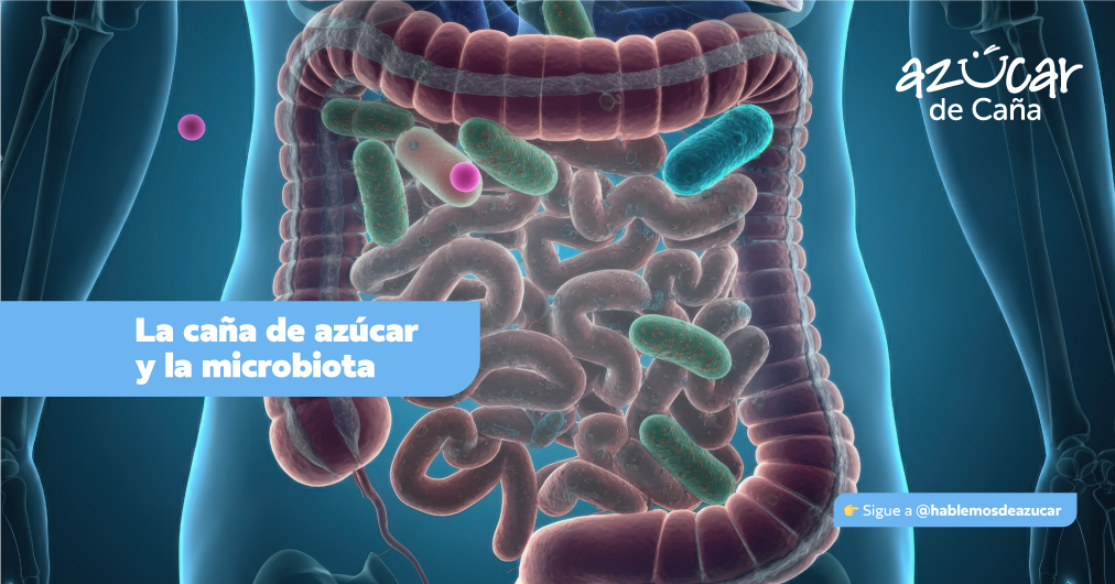 La caña de azúcar puede favorecer a tu microbiota