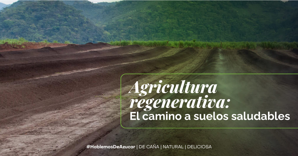 Restaurando los suelos: Los beneficios de la agricultura regenerativa