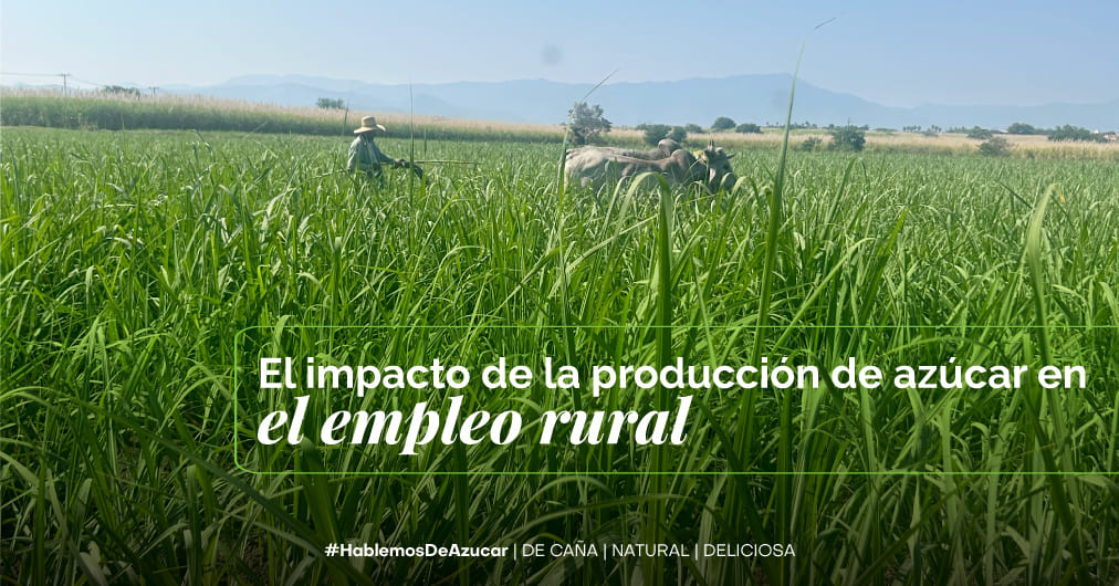 Cómo la producción de azúcar impulsa el empleo y la estabilidad en zonas rurales