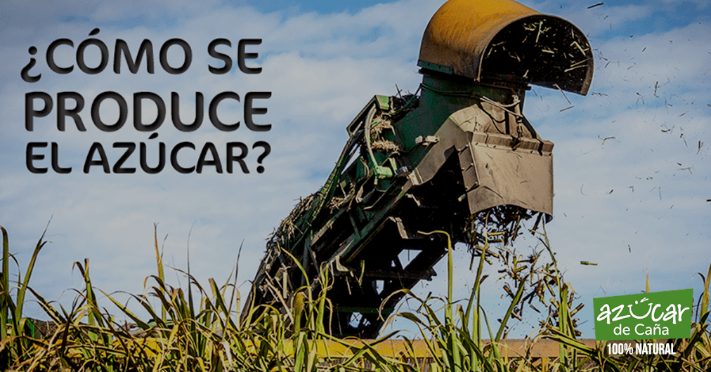 ¿Cómo se produce el azúcar?