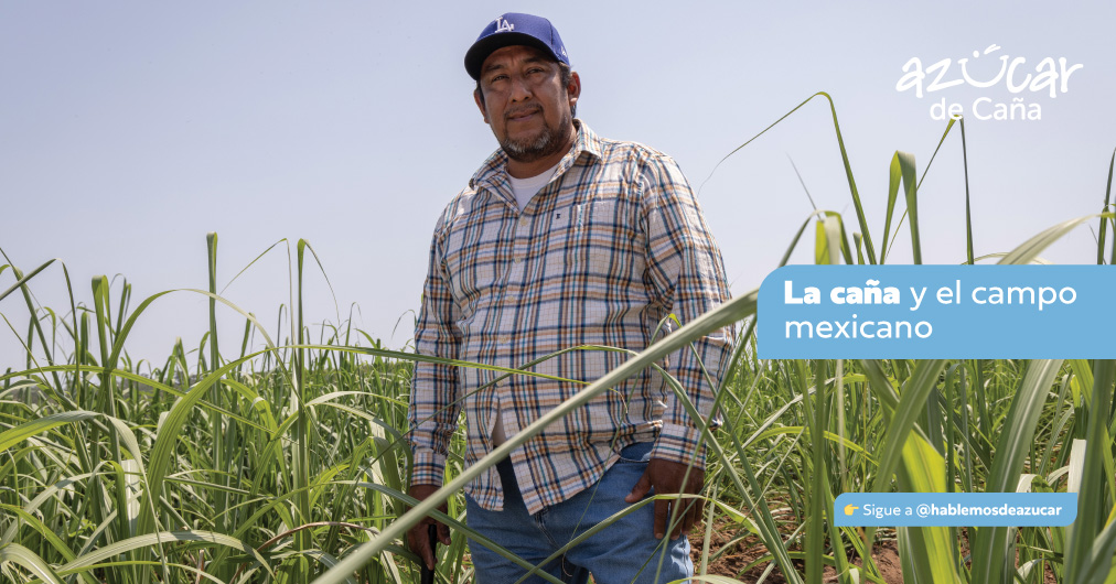 Adaptarse o desaparecer: cómo el campo de caña  enfrenta el clima