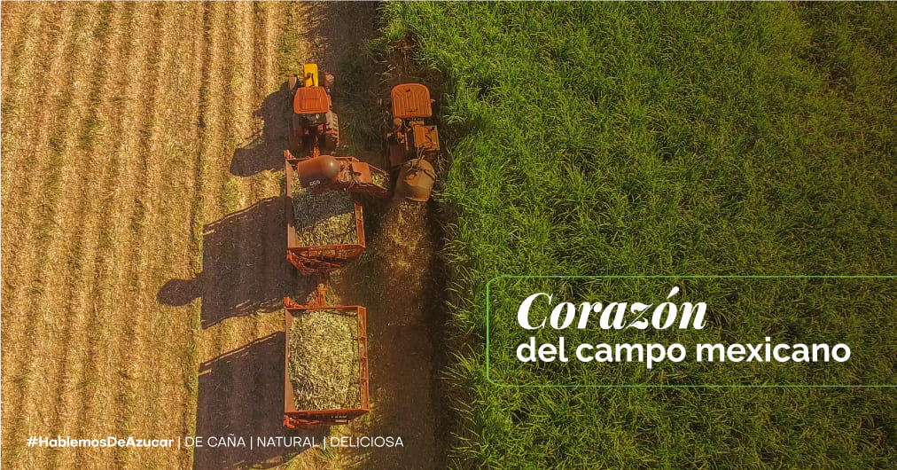 La vida en los campos de caña de azúcar en México: Un viaje a través de la cotidianidad