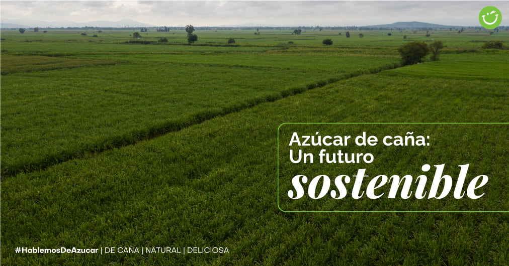 Azúcar de caña: Un futuro dulce y sostenible