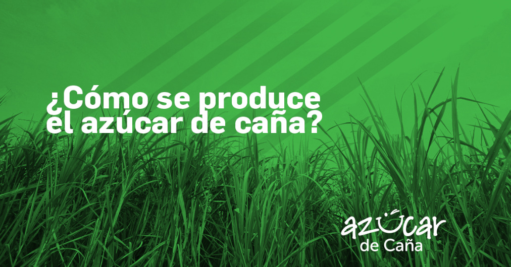 Así se produce el azúcar: en 5 pasos