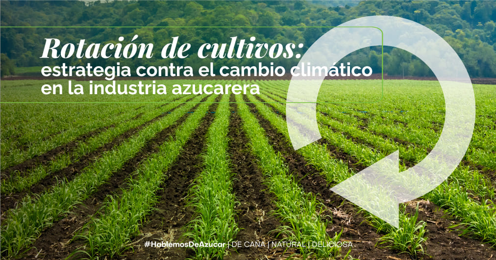Rotación de cultivos: Clave para mitigar el cambio climático en la industria azucarera