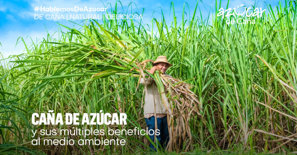 Caña de azúcar y sus múltiples beneficios al medio ambiente