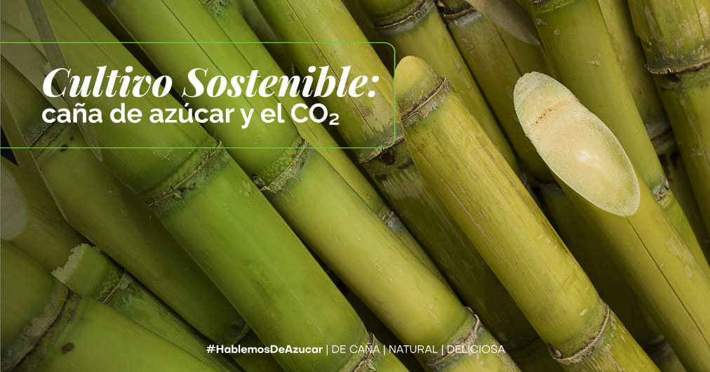 Caña que respira vida: Un cultivo en la captura de CO₂ y liberación de oxígeno