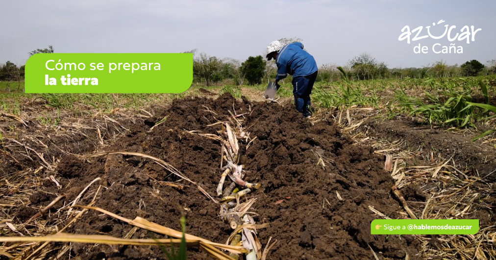 Así se prepara la tierra para la caña de azúcar