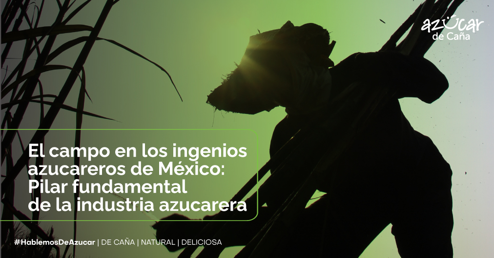El campo en los ingenios azucareros de México: Pilar fundamental de la industria azucarera
